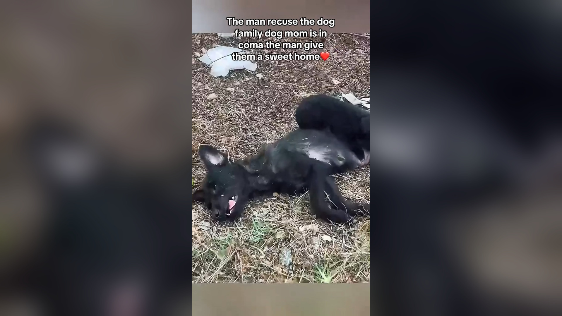 H2705004_The man recuse the dog family and give them home �❤️ #animal #help #save #love #animallove #dog #pe