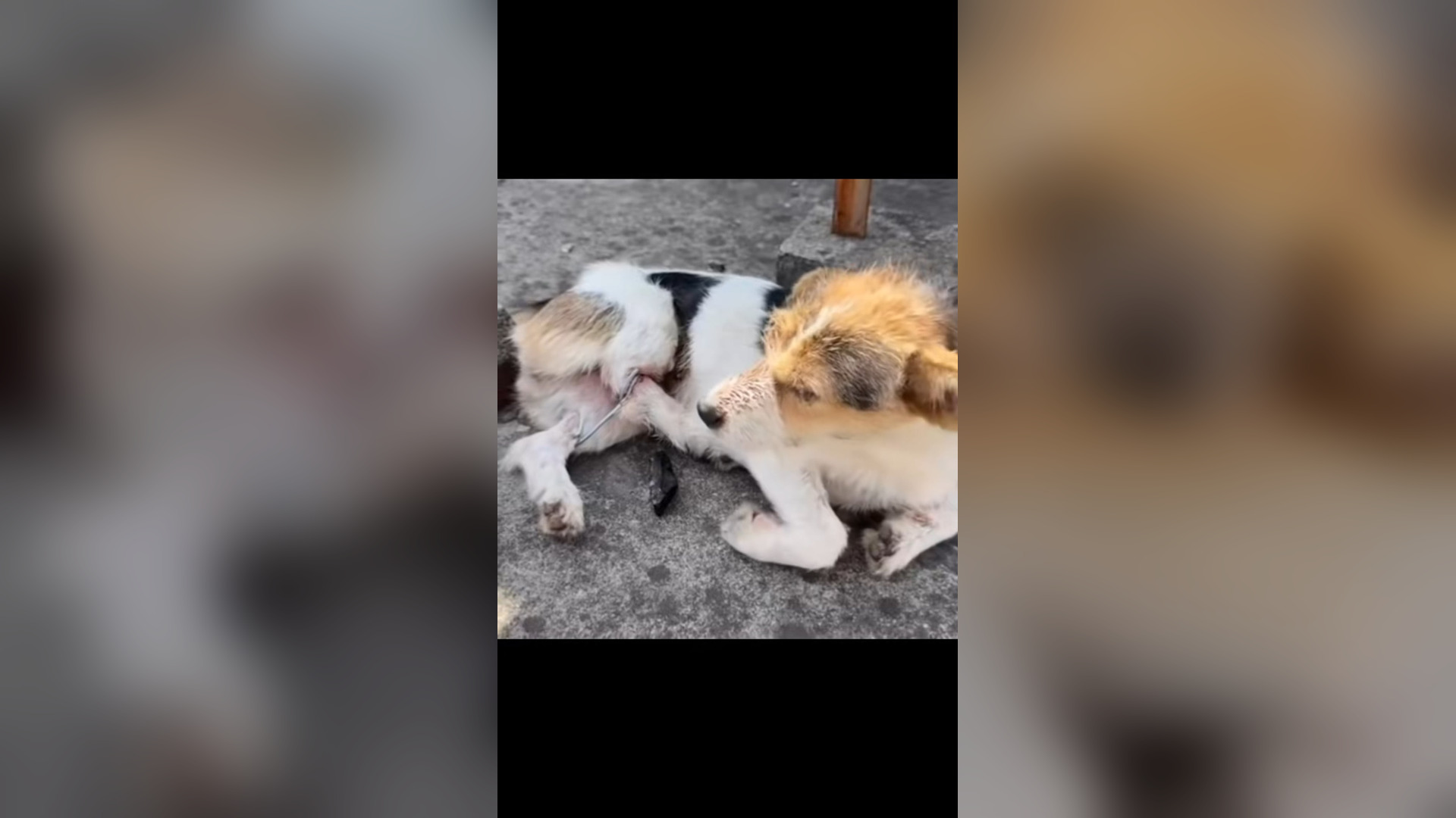 H2705002_#dogvideos #dogsoftiktok #dogs