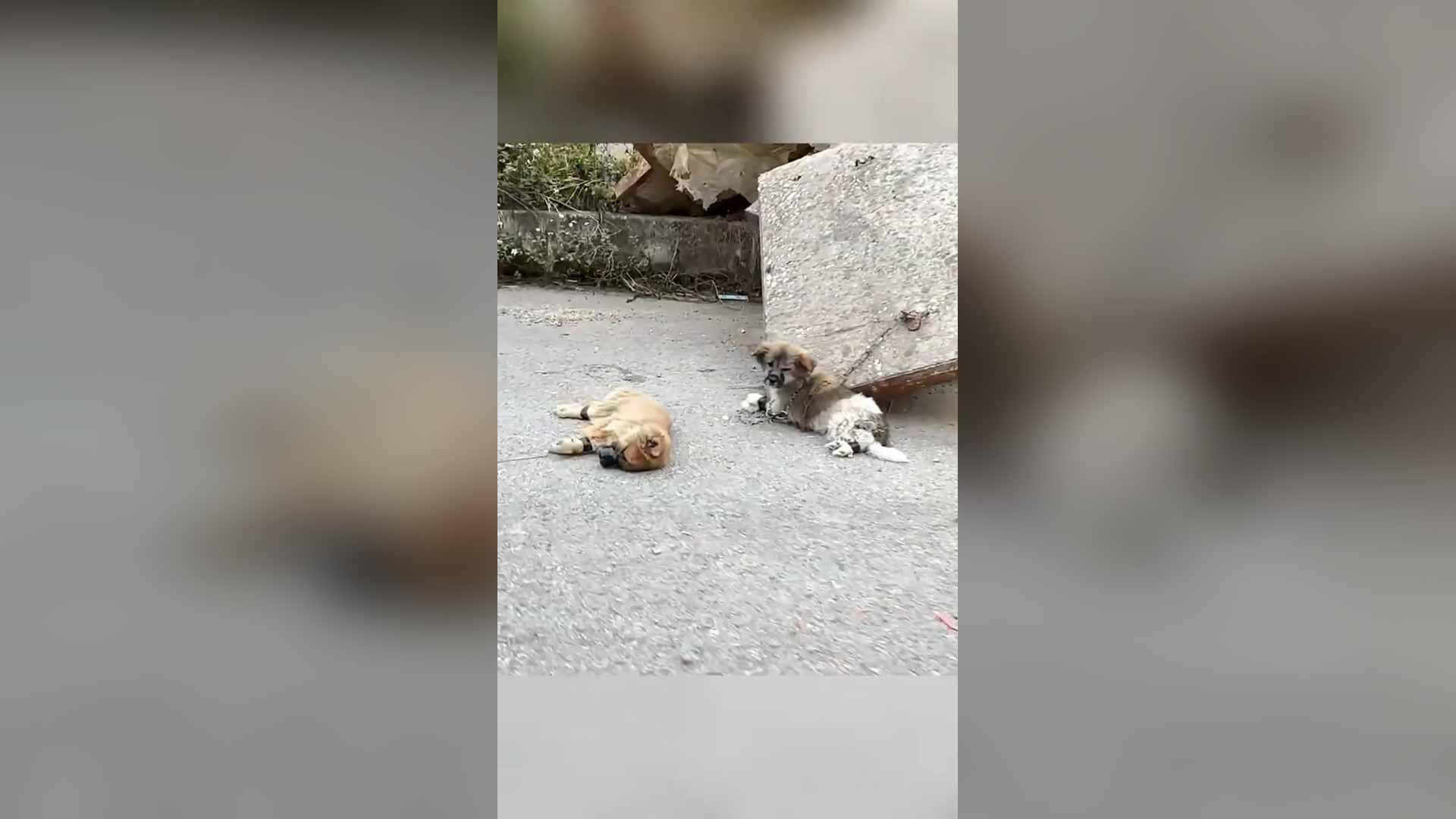 H2705039_Poor dogs #rescue #animal #animalsoftiktok #rescueanimals #rescuedog #dog #dogsoftiktok #dog #puppy