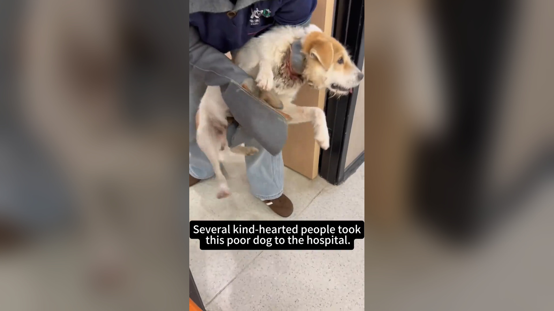 H2705041_Saving a Dog Trapped by Tape �#rescue #dog #fyp
