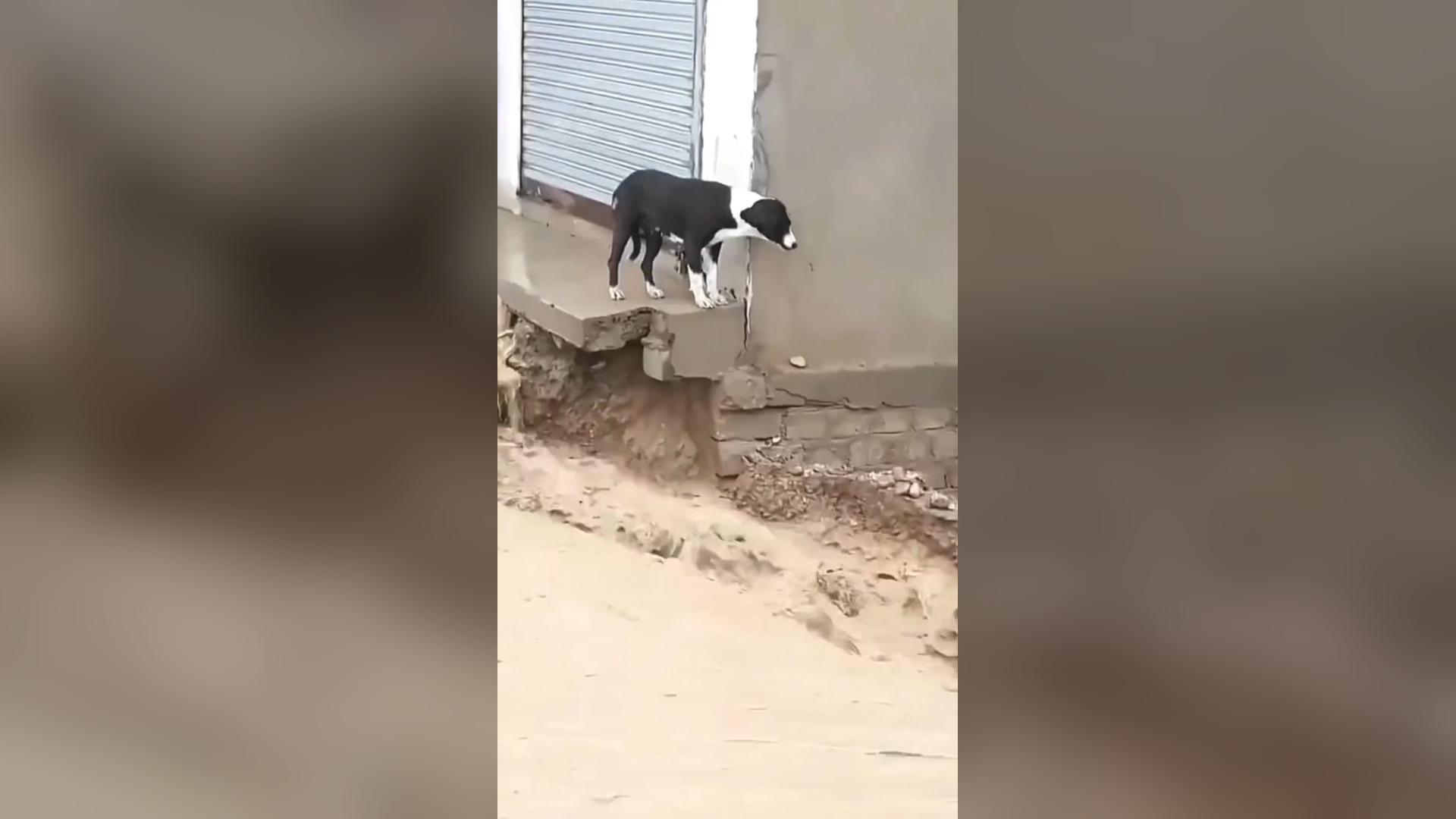 H2705037_Really kind man ! Please support �#doglover #dogs #dogrescue #rescue #rescueanimals #catsoftiktok #