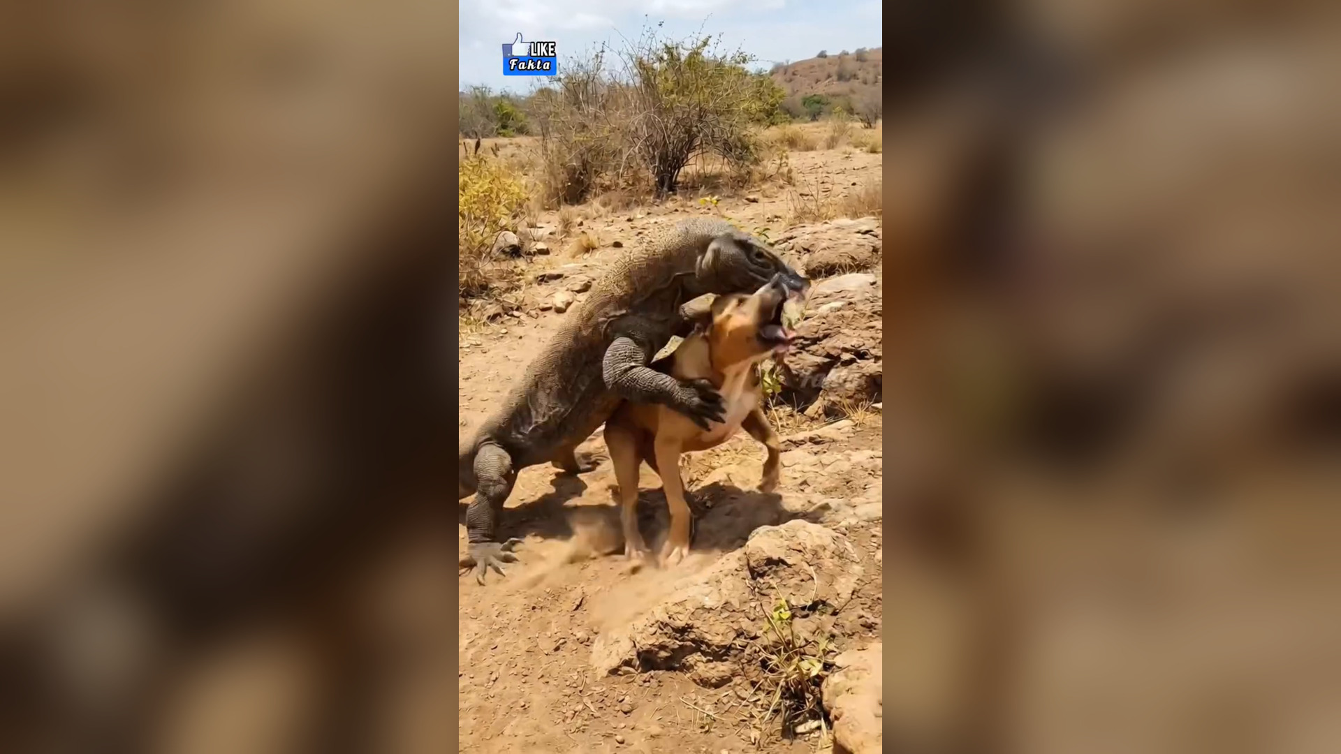 H2705031_Komodo apes! Niatnya m4ngsa satu, malah dikeroyok kawanan pitbull! Ga