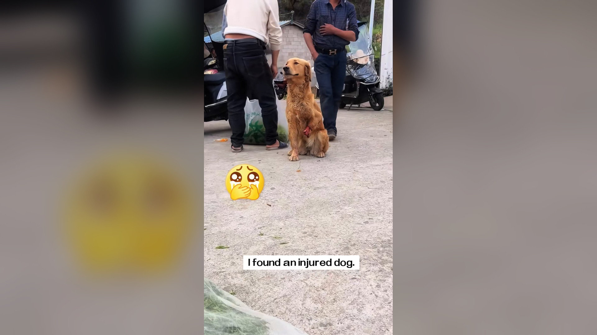 H2705016_I found an injured dog.Its optimism touched me.I decided to take it to the pet hospital,and then…#re