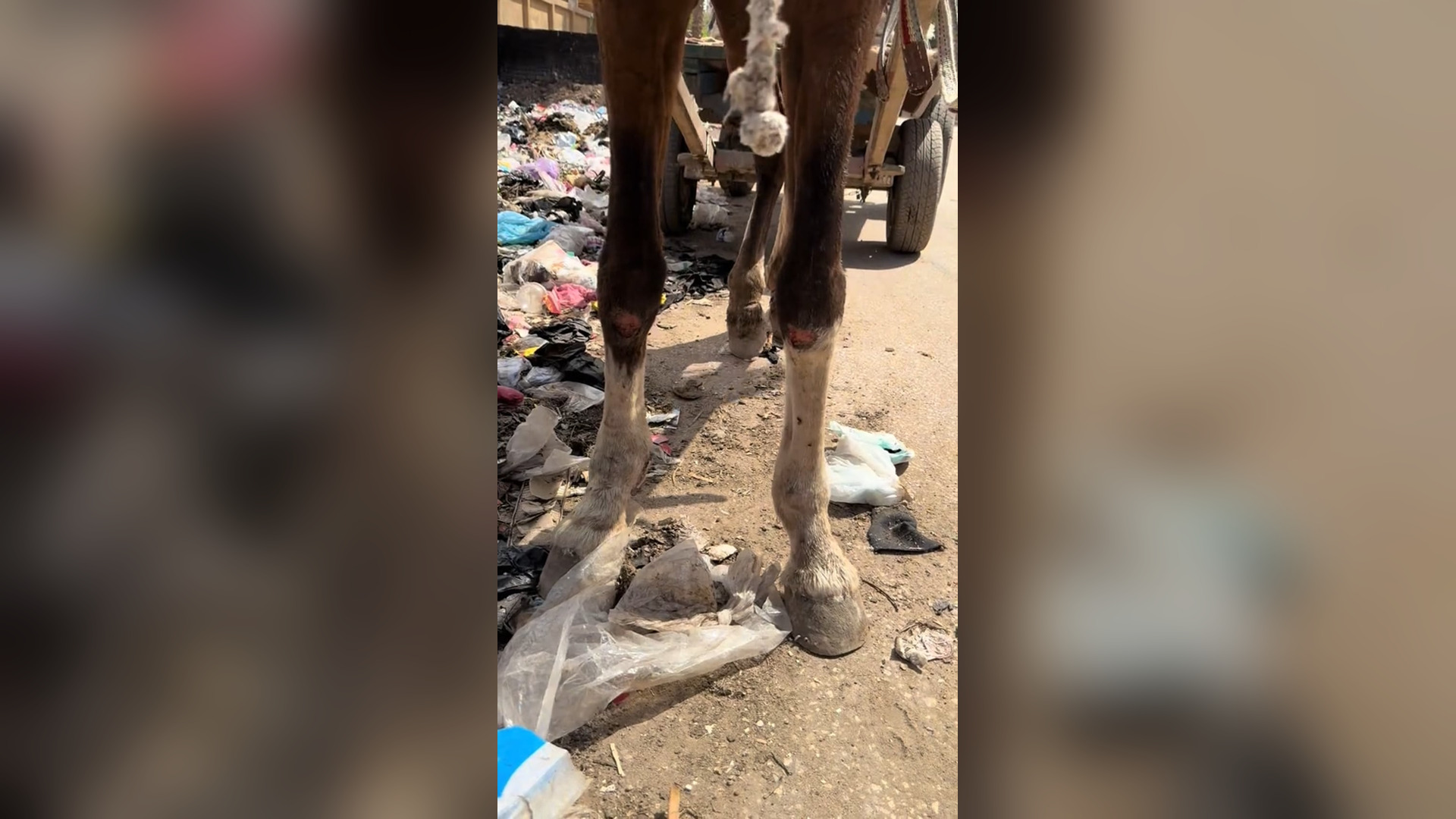 H2705015_#rescue #foryoupage #aninals #help #love #nevergiveup #viral #alisafari