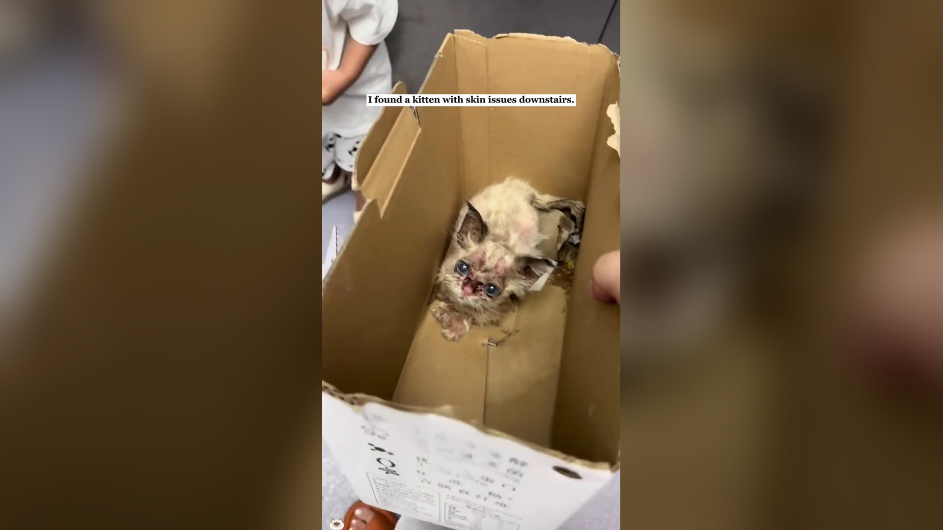 H2705012_I rescued a stray kitten with skin issues and then…#rescue #animals #fyp #kitten #cat