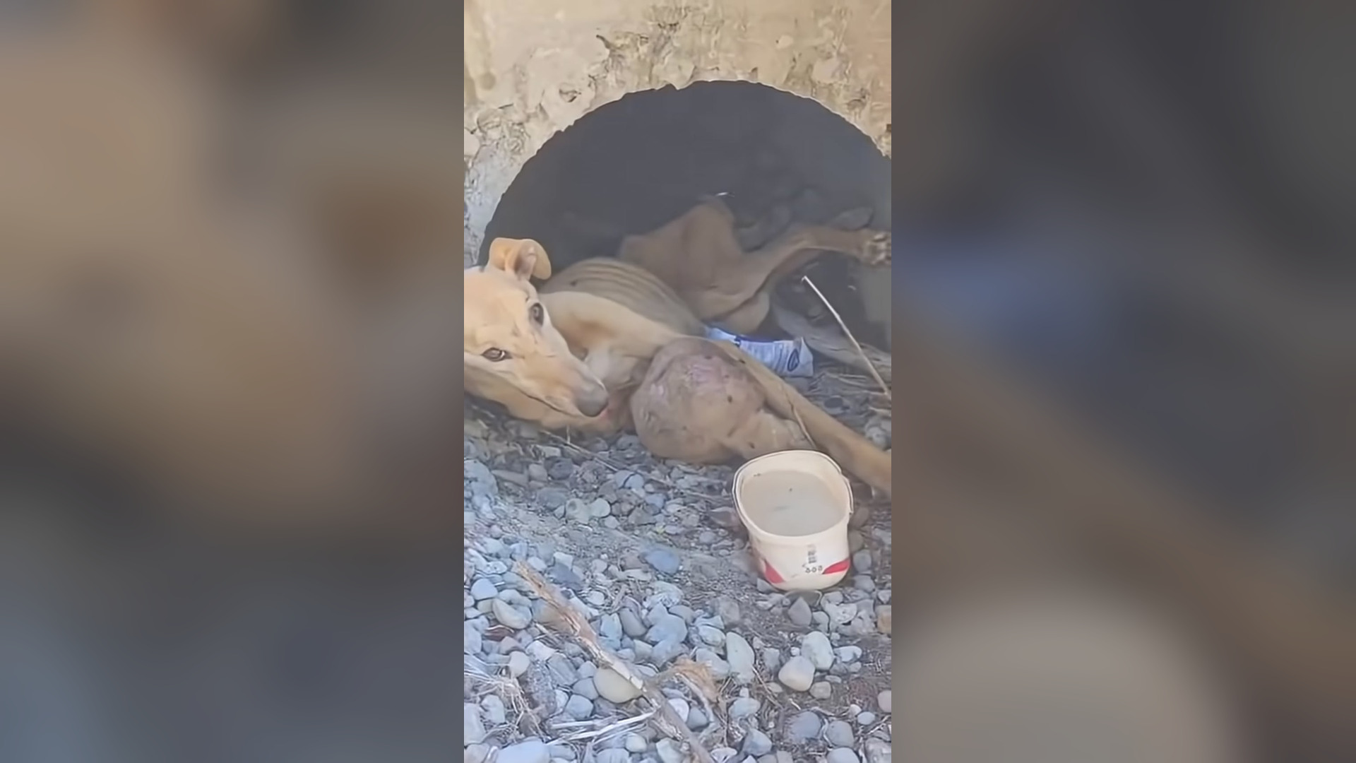 H2505006_Starving Dog with Huge Tumor Cries for Help—From Sewer Suffering to a Miracle of Love! #rescue_part2