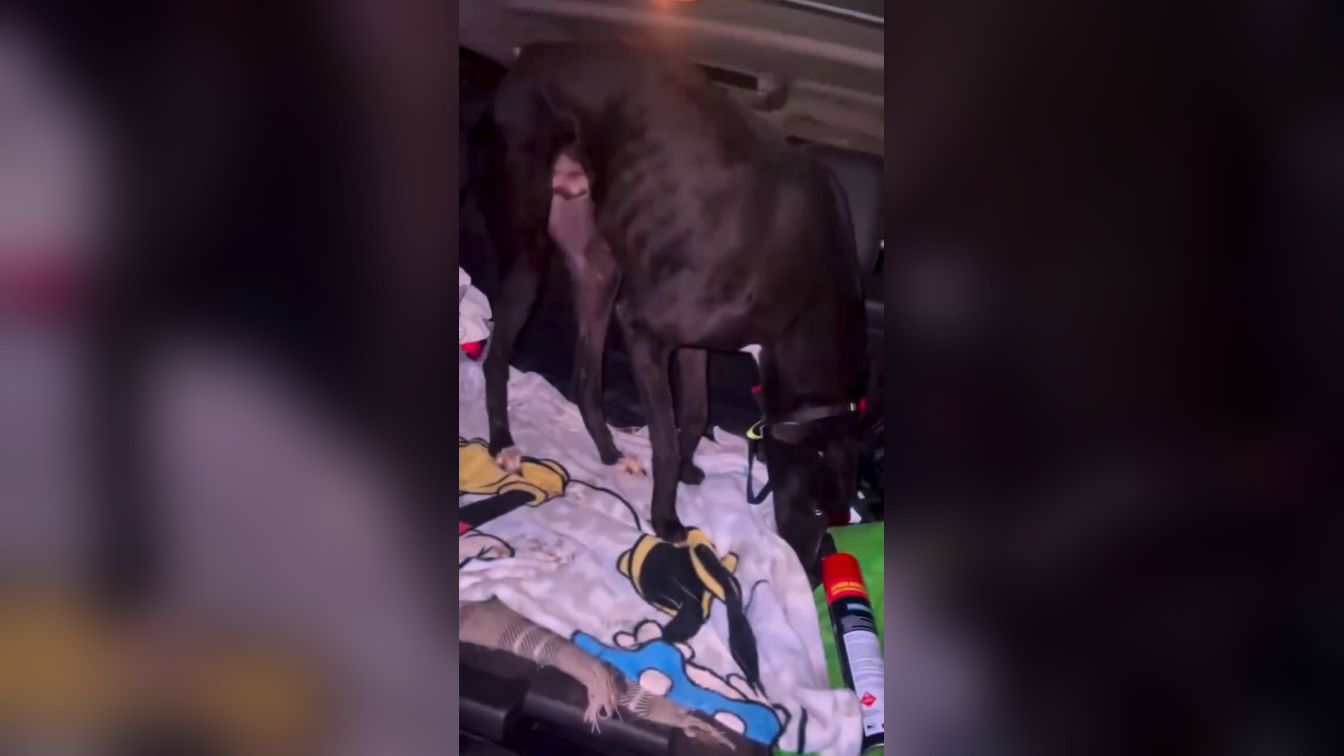H2505008_Esse cãozinho foi abandonado no meio da água e quase se afogou!_part2