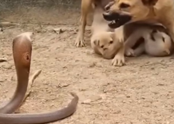 H0905005_Mom dogy kill snake #r