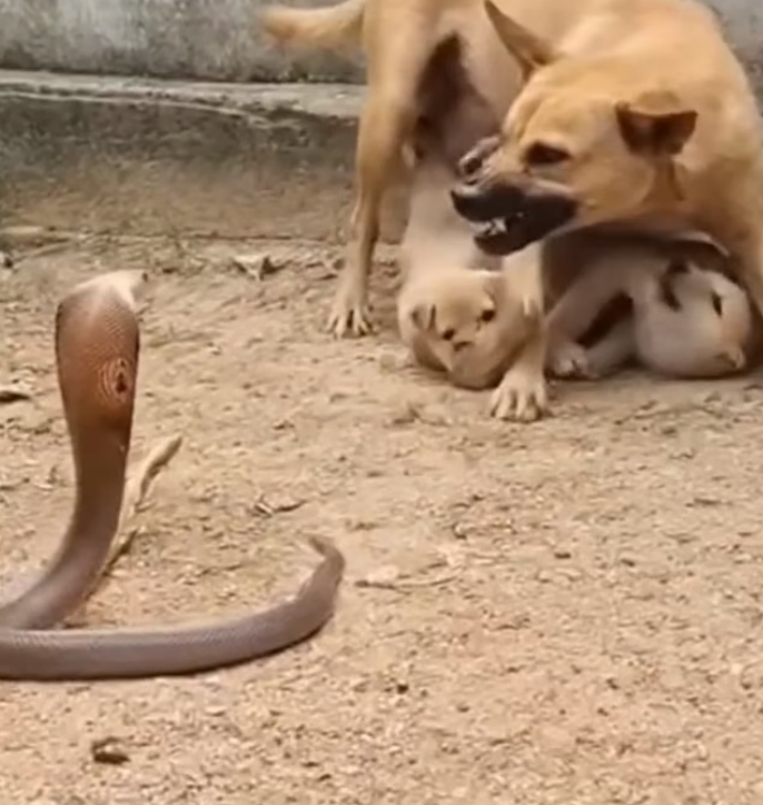 H0905005_Mom dogy kill snake #r