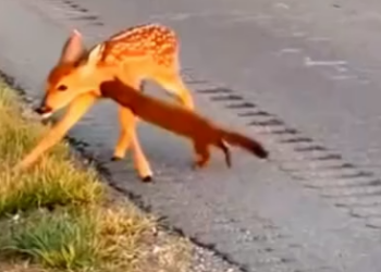 H1805003_Brave Rescue_ Man Saves Fawn From Weasel on Road #shorts  A tense wildlife rescue unfolds at the edg