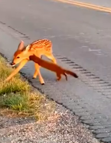 H1805003_Brave Rescue_ Man Saves Fawn From Weasel on Road #shorts  A tense wildlife rescue unfolds at the edg