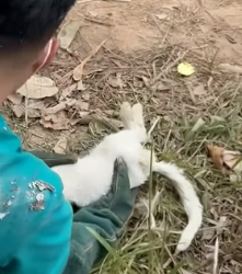 H1805001_Rescue a cat #rescue #animal #animalsoftiktok #rescueanimals #catsoftiktok #rescuecat_part2