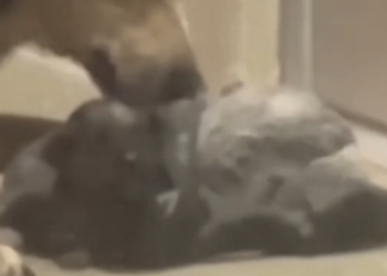 H1905027_The Stray Dog Brought Her Dying Puppy To A Closed Vet Clinic #animalrescue #dogrescue #emotionalstor_part2