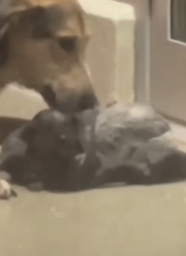 H1905027_The Stray Dog Brought Her Dying Puppy To A Closed Vet Clinic #animalrescue #dogrescue #emotionalstor_part2