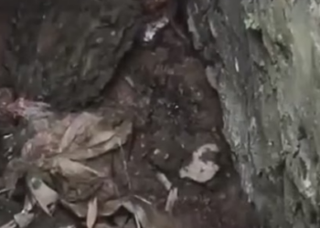 H1905018_Rescur a kitten fell into a ditch #rescue #animals #animalsoftiktok #rescueanimals #fyp #catsoftiktok #rescuecat #cat C