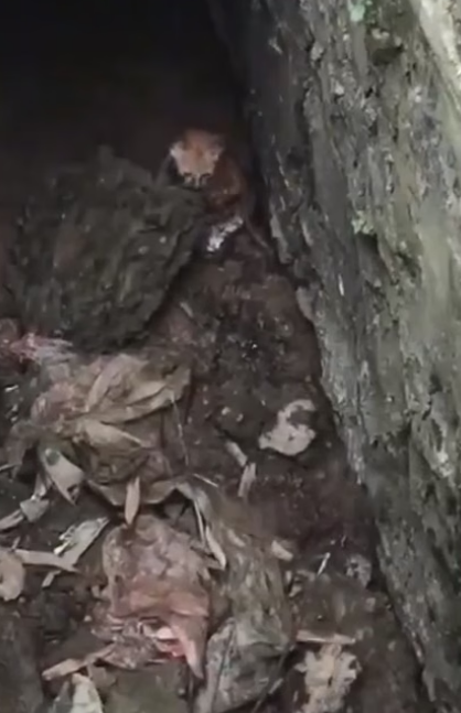 H1905018_Rescur a kitten fell into a ditch #rescue #animals #animalsoftiktok #rescueanimals #fyp #catsoftiktok #rescuecat #cat C