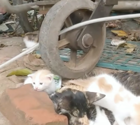 H2105020_Rescue a family of cats #rescuecat #rescue #animal #animlasoftiktok #cat #kitten_part1