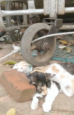 H2105020_Rescue a family of cats #rescuecat #rescue #animal #animlasoftiktok #cat #kitten_part1