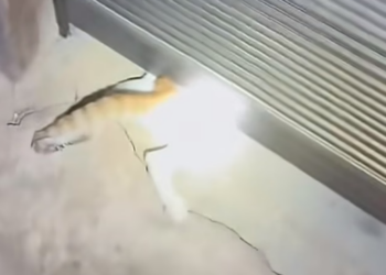 H2205008_A cat is stuck, and I really want to rescue it from there.#poorcat #catvideo #cat #catsoftiktok #cat