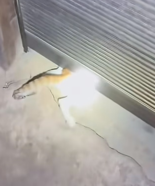 H2205008_A cat is stuck, and I really want to rescue it from there.#poorcat #catvideo #cat #catsoftiktok #cat