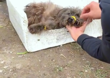 H2205006_Poor dog was rescued. Thank you! #rescue #rescueanimals #animals #animalsoftiktok #rescuedog #dog